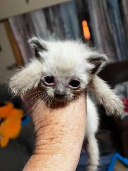 Bottle Feeder 2 -  Domestic Short Hair Cat Available for Adoption in Snyder, Texas - Bottle Feeder 2 | PetCurious