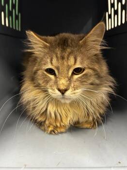 Domestic Medium Hair Cats Available for Adoption - Lord Farquad | PetCurious