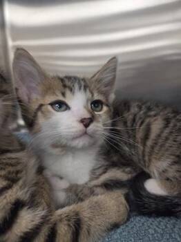 Domestic Short Hair Cats Available for Adoption in Westland, Michigan - Potato Salad | PetCurious