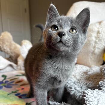 Russian Blue Cats Available for Adoption in Bentonville, Arkansas - Miatake | PetCurious