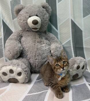 261234  Skor -  Domestic Short Hair Cat for Adoption in Wetumpka, Alabama - 261234  Skor | PetCurious