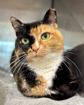 GYPSY -  Domestic Short Hair Cat for Adoption in York, South Carolina - GYPSY | PetCurious