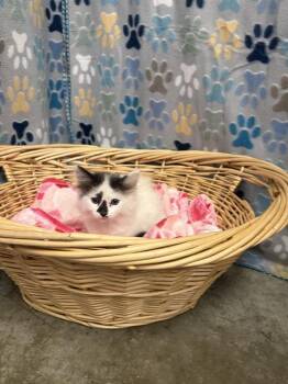 Domestic Short Hair Cats Available for Adoption in Rosenberg, Texas - LILAC | PetCurious