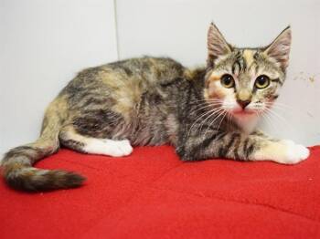 WYSTERIA -  Domestic Short Hair Cat for Adoption in Sacramento, California - WYSTERIA | PetCurious