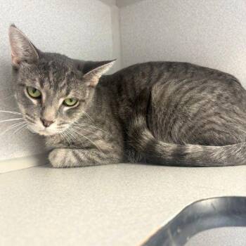MISTY -  Domestic Short Hair Cat for Adoption in Aurora, Colorado - MISTY | PetCurious