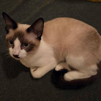 Rescue Snowshoe and Domestic Short Hair Cats for Adoption in Gladstone, Oregon - Taya | PetCurious