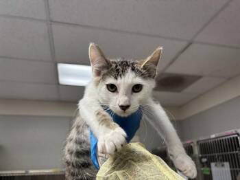 MURRAY -  Domestic Short Hair Cat for Adoption in Pueblo, Colorado - MURRAY | PetCurious