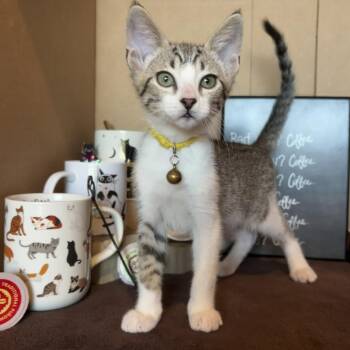 Breve 26-07-180 -  Domestic Short Hair Cat for Adoption in Bastrop, Texas - Breve 26-07-180 | PetCurious