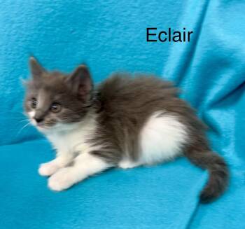 Domestic Short Hair Cats Available for Adoption in Buford, Georgia - Eclair | PetCurious