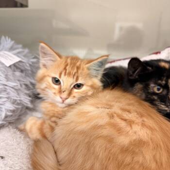 George -  Tabby Cat for Adoption in Crescent City, California - George | PetCurious