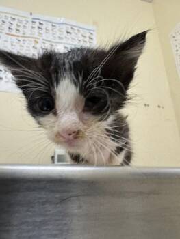 A199169 -  Domestic Short Hair Cat for Adoption in Fremont, California - A199169 | PetCurious