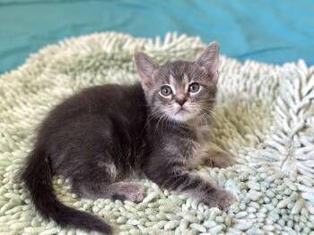 Dickens (BOTTLE BABY) 7 weeks old -  Domestic Short Hair Cat for Adoption in Port Orange, Florida - Dickens (BOTTLE BABY) 7 Weeks Old | PetCurious