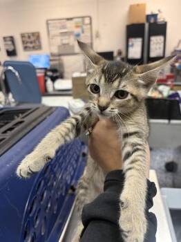 A1939287 -  Domestic Short Hair Cat for Adoption in Thousand Palms, California - A1939287 | PetCurious