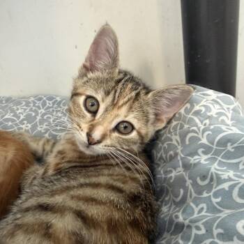Samoa -  Domestic Short Hair Cat for Adoption in Quakertown, Pennsylvania - Samoa | PetCurious