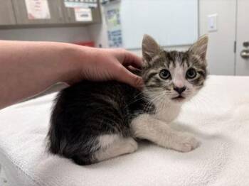Domestic Short Hair Cats Available for Adoption in Kansas City, Missouri - Freddy Frog | PetCurious