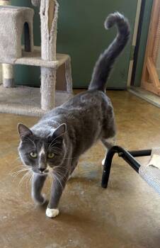 Steve -  Domestic Short Hair Cat for Adoption in Challis, Idaho - Steve | PetCurious
