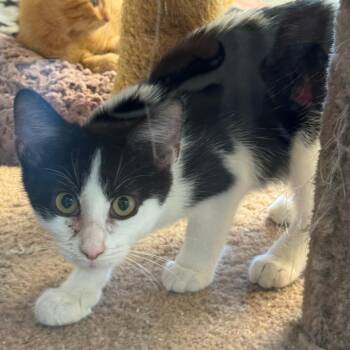 Kimberly -  Domestic Short Hair Cat for Adoption in Cedar Rapids, Iowa - Kimberly | PetCurious
