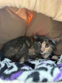 Alice -  Domestic Short Hair Cat Available for Adoption in Brookings, Oregon - Alice | PetCurious