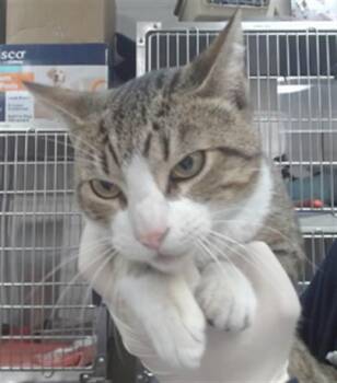 CAPTAIN -  Domestic Short Hair Cat for Adoption in Salinas, California - CAPTAIN | PetCurious