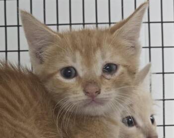 Domestic Short Hair Cats Available for Adoption in Fort Lauderdale, Florida - ERWIN | PetCurious