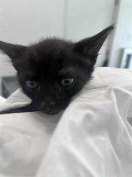 SYMPHONY -  Domestic Short Hair Cat for Adoption in Fort Lauderdale, Florida - SYMPHONY | PetCurious