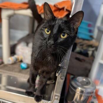 Chili Cheese Coney -  Domestic Short Hair Cat for Adoption in Cape Girardeau, Missouri - Chili Cheese Coney | PetCurious