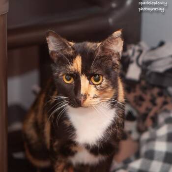 Rescue Domestic Short Hair Cats for Adoption in Ridgefield, Connecticut - Celine | PetCurious
