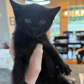 Nox -  Domestic Short Hair Cat for Adoption in Ferndale, Washington - Nox | PetCurious
