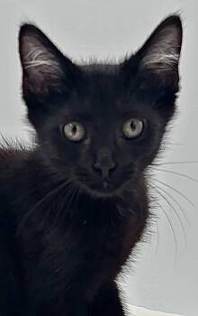 Kitten Howie -  Domestic Short Hair Cat for Adoption in Cuyahoga Falls, Ohio - Kitten Howie | PetCurious