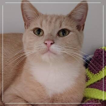 Aelin -  Domestic Short Hair Cat for Adoption in Dearborn, Michigan - Aelin | PetCurious