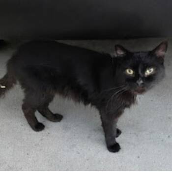 Chi -  Domestic Medium Hair Cat for Adoption in Long Beach, California - Chi | PetCurious