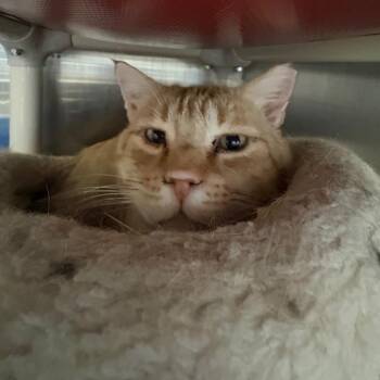 Gobi -  Domestic Short Hair Cat for Adoption in Kanab, Utah - Gobi | PetCurious