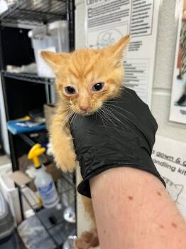 Crunchy -  Domestic Short Hair Cat for Adoption in Cincinnati, Ohio - Crunchy | PetCurious