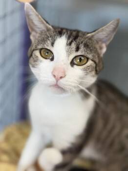 Athens -  Domestic Short Hair Cat for Adoption in Bryan, Ohio - Athens | PetCurious