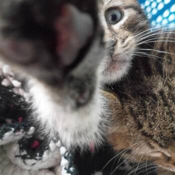 Domestic Short Hair Cats Available for Adoption in Bordentown, New Jersey - Paulie | PetCurious