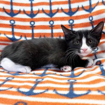 Ocean -  Domestic Short Hair Cat for Adoption in Mt. Juliet, Tennessee - Ocean | PetCurious