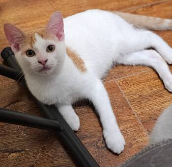 Rescue Domestic Short Hair Cats for Adoption in Fishers, Indiana - Clarence | PetCurious