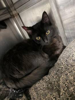 Domestic Short Hair Cats Available for Adoption - Mavis | PetCurious