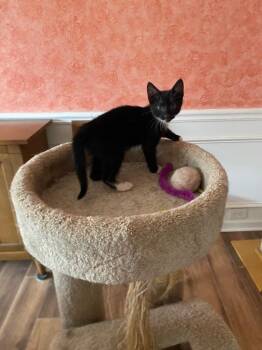 Pop -  Domestic Short Hair Cat for Adoption in Cumming, Georgia - Pop | PetCurious