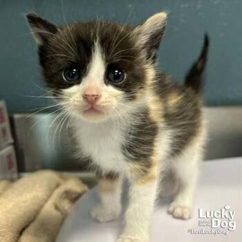Bitty Jasmine -  Domestic Short Hair Cat for Adoption in Washington, District Of Columbia - Bitty Jasmine | PetCurious