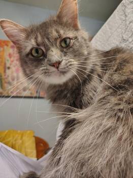 Lady Dutchess -  Domestic Long Hair Cat for Adoption in Wheaton, Illinois - Lady Dutchess | PetCurious
