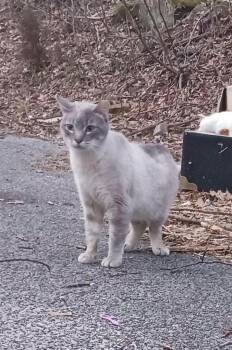 Paris -  Domestic Short Hair Cat for Adoption in Cromwell, Kentucky - Paris | PetCurious