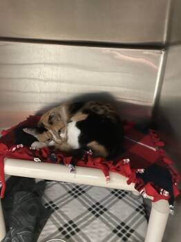 Rescue Domestic Short Hair Cats for Adoption in Ferndale, Michigan - Marmalade | PetCurious