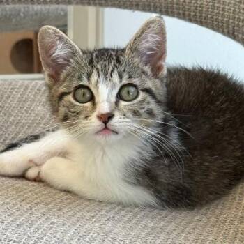 McKay -  Domestic Short Hair Cat for Adoption in Mokena, Illinois - McKay | PetCurious