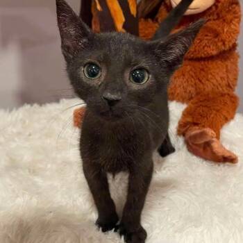 Isaac Newton -  Bombay Cat for Adoption in Clayton, California - Isaac Newton | PetCurious