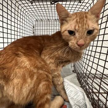 Junie (Milani) -  Domestic Short Hair Cat for Adoption in Edinburg, Texas - Junie (Milani) | PetCurious