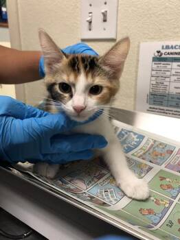 Rescue Domestic Short Hair Cats for Adoption in Long Beach, California - CALI | PetCurious