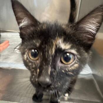 Hendricks -  Domestic Short Hair Cat for Adoption in West Palm Beach, Florida - Hendricks | PetCurious