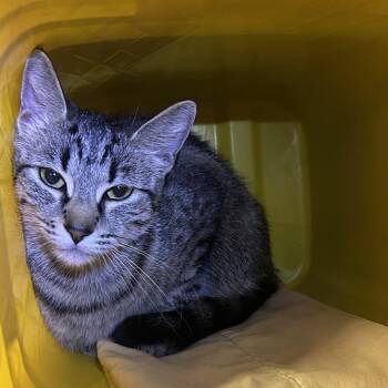 Domestic Short Hair Cats Available for Adoption in Manhattan, Kansas - Kitten | PetCurious