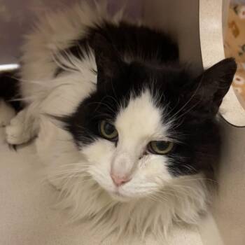 Domestic Long Hair Cats Available for Adoption in Reno, Nevada - Tacoma | PetCurious